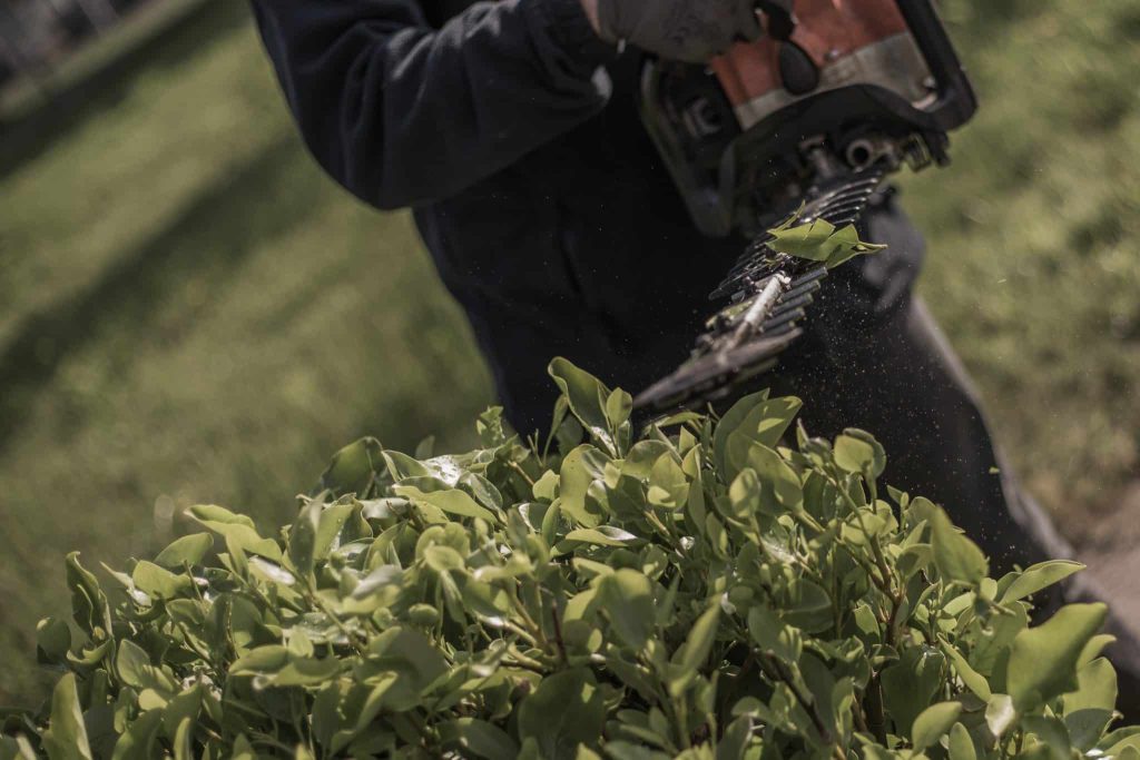 taille de haie avec un taille haie thermique