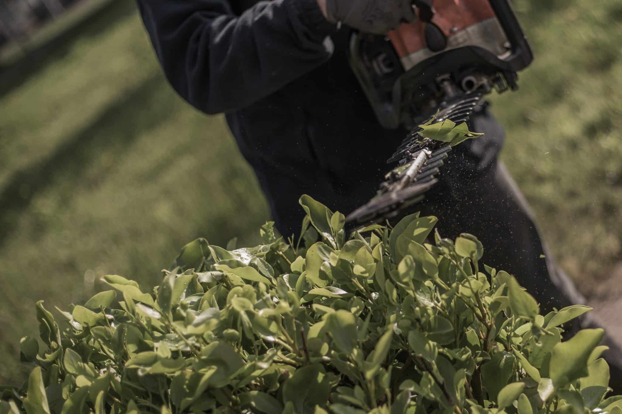 taille de haie avec un taille haie thermique