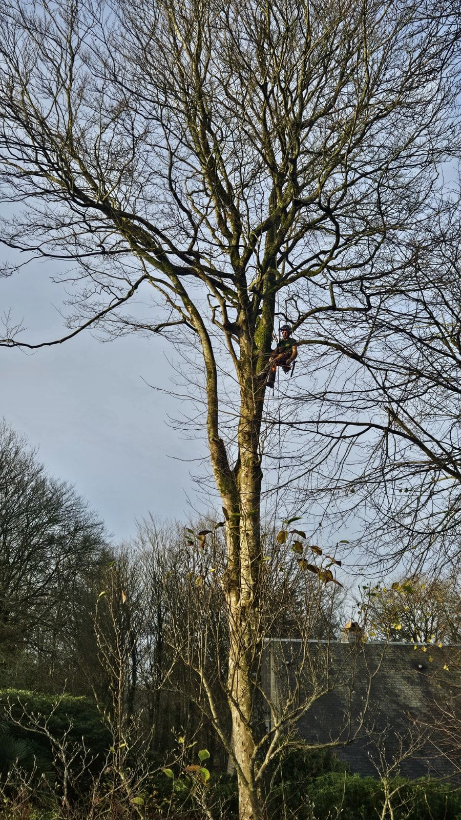 Reprise de branches cassées